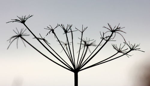 Close-up of wilted dandelion against sky