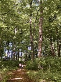 View of birds in the forest