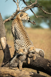 Cheetah with cubs on tree trunk