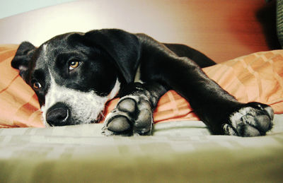 Close-up of dog relaxing on bed