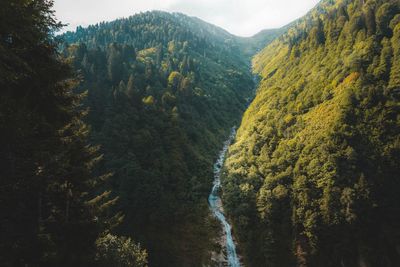 Scenic view of forest