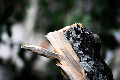 Close-up of tree stump in forest