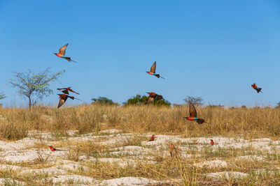 Low angle view of bird flying against clear sky