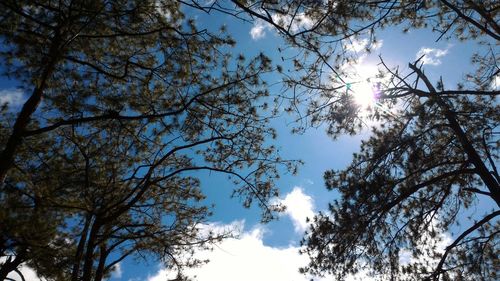 Low angle view of trees against sky