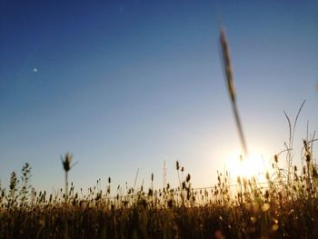 Close-up of grass in field against clear sky