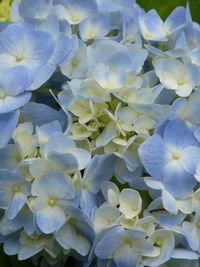 Full frame shot of white blue flowers