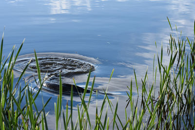 High angle view of a duck swimming in lake