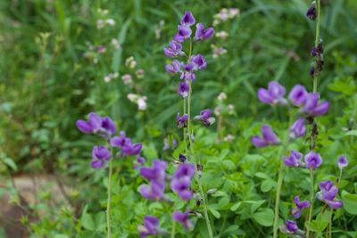 Close-up of purple flowering plants