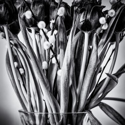 Close-up of flowers