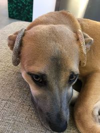 Close-up portrait of a dog at home