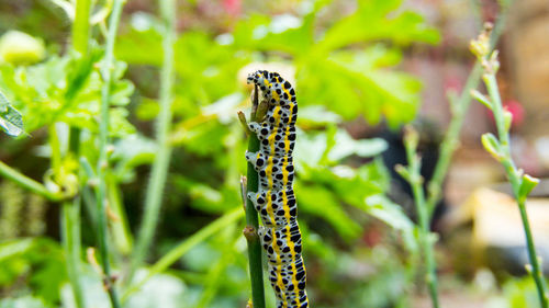 Close-up of butterfly on plant