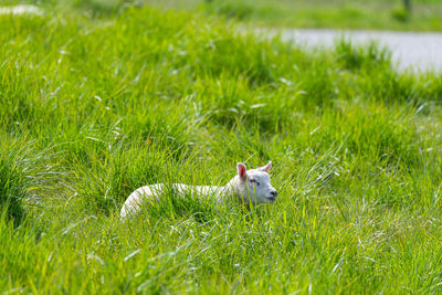 View of an animal on grass