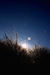 Low angle view of silhouette plants on field against sky