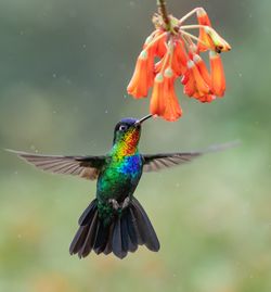 Bird flying by flowers