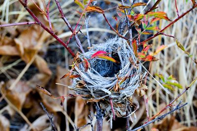 Close-up of bird on branch