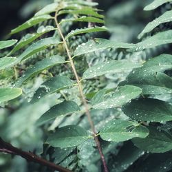 Close-up of wet plant leaves during rainy season