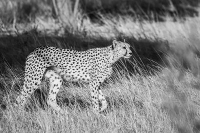 Side view of cat on field