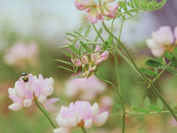 Close-up of pink flowering plant