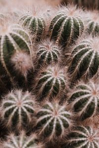 Full frame shot of cactus