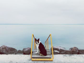 Dog on staircase at sea against sky