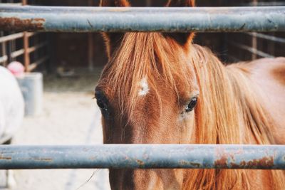 Close-up of horse in pen