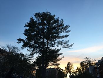 Low angle view of silhouette tree against sky