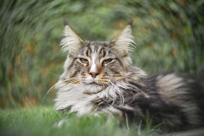 Portrait of cat on field