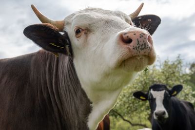 Close-up of cow on field