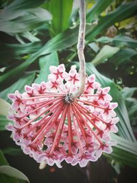 Close-up of pink flowers