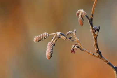 Close-up of wilted plant