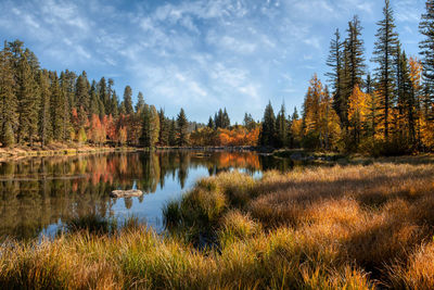 Scenic view of lake in forest during autumn