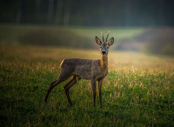 A beautiful portrait of young adult roe deer buck during spring sunrise. 