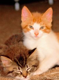 Portrait of kitten sitting at home