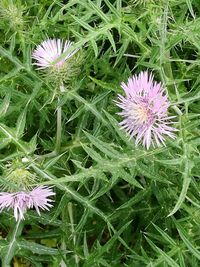 Close-up of purple thistle blooming on field