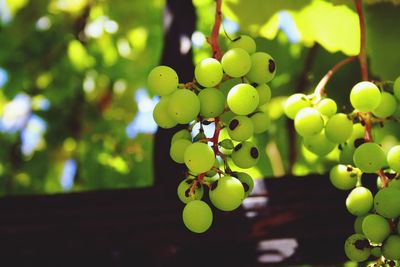 Close-up of grapes hanging on tree