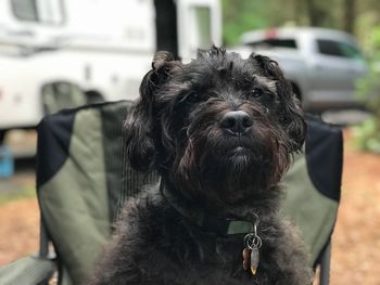 Close-up portrait of black dog