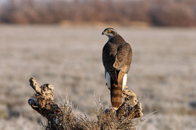 Bird perching on wood