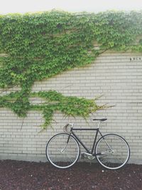 Close-up of plants against the wall