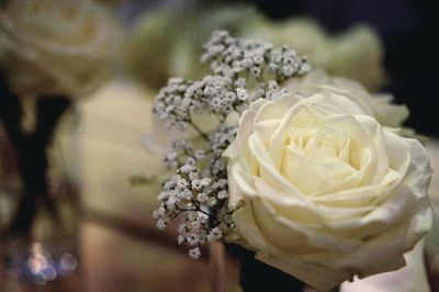 Close-up of rose bouquet