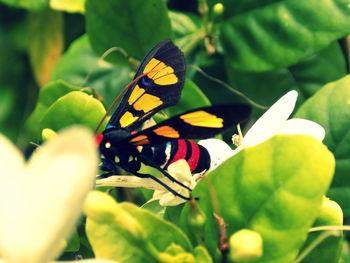 Close-up of butterfly on flower