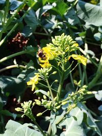 Close-up of yellow flowers