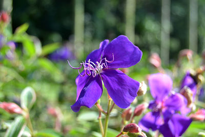 Close-up of purple flowers