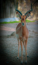 Portrait of deer standing on field