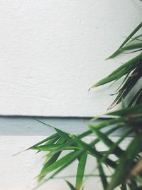 Close-up of fresh green plant against wall
