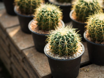 Close-up of cactus in flower pots on table