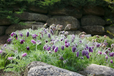 Close-up of purple flowering plants by rocks