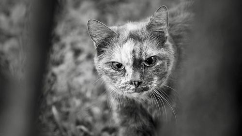 Close-up portrait of cat