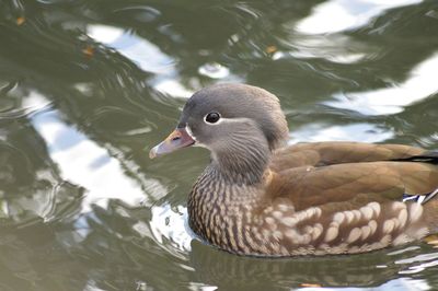 Close-up of duck swimming in lake