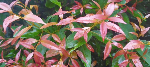 Close-up of pink flowering plants