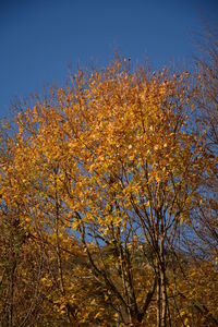 Low angle view of trees against sky during autumn